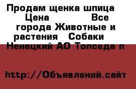 Продам щенка шпица.  › Цена ­ 15 000 - Все города Животные и растения » Собаки   . Ненецкий АО,Топседа п.